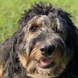 Bernedoodles, Goldendoodles, and Poodles from Lincoln Avenue Doodles