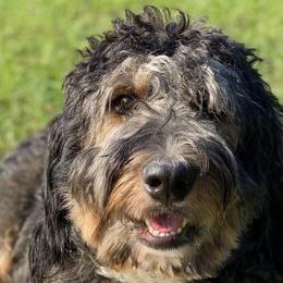 Bernedoodles, Goldendoodles, and Poodles from Lincoln Avenue Doodles