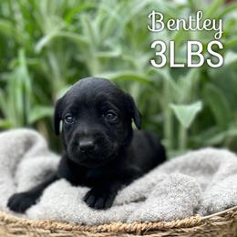 Bentley - Black male Dilute Retriever puppy in Puyallup, Washington from 12 Door Farm Labradors