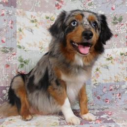 Pom - Miniature American Shepherd