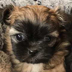 Mi-Ki Puppies from Rare Gem Mi-Ki’s LTD