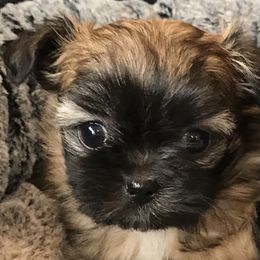 Mi-Ki Puppies from Rare Gem Mi-Ki’s LTD
