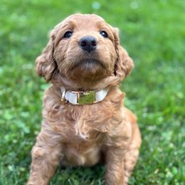 Lettuce(Lettie) - Red female Labradoodle puppy in Alliance, Ohio from Mount Olive Doodles