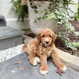 Goldendoodle and Golden Retriever Puppies from The Farm at Saluda Ridge