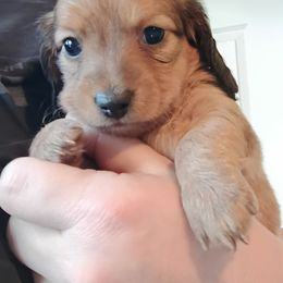 Shaded Red - Sable female Dachshund puppy in Marshall, Texas from Wilson's Kennels