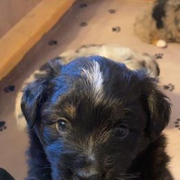 Australian Shepherd Puppies from Sweets' Cattle Co and Australian Shepherds