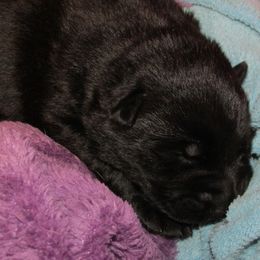 German Shepherd Puppies from Rain's Legacy German Shepherds