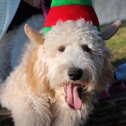 American Corgis, Goldendoodles, and Pembroke Welsh Corgis from Congrove Corgis and Doodles