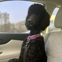 Sasha - Poodle