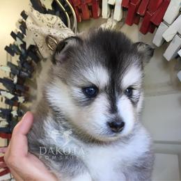 Pomsky Puppies from Dakota Pomskies