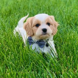 Cavachon and Cavalier King Charles Spaniel Puppies from LierChonPoo