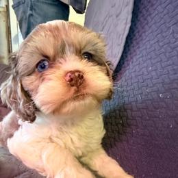 Wednesday - with training - Sable female Cockapoo puppy in Boonville, North Carolina from Doods & Dolls