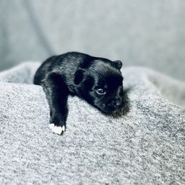 Pomeranian Puppies from Merle Paws Pomeranians
