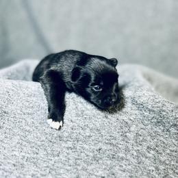 Pomeranian Puppies from Merle Paws Pomeranians