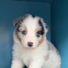 Captain - Blue merle male Australian Shepherd puppy in Kearney, Nebraska from Helix Aussies