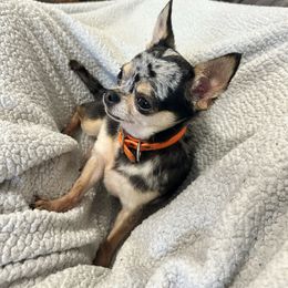CALI - Chihuahua