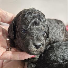 Purple - Phantom female Poodle puppy in Simms, Texas from Donna’s Aussies & Pink Heart Poodles