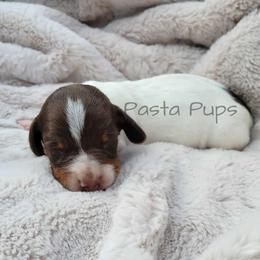 AKC Marzipan - Piebald male Dachshund puppy in Texarkana, Arkansas from Pasta Pups Miniature Dachshunds