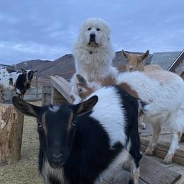Colorado Mountain Dogs from Sommet du Valhalla Malinois and Colorado Mountain Dogs