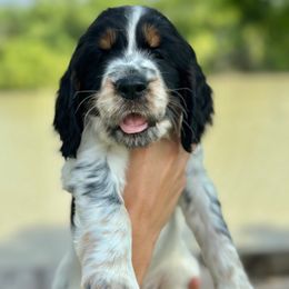 English Springer Spaniel Puppies from South Texas Springers
