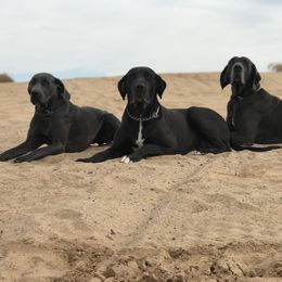 Great Dane All Grown Up from DNA Great Danes