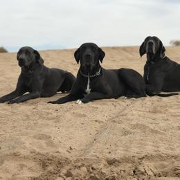 Great Dane All Grown Up from DNA Great Danes