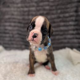 Pumpkin - Brindle male Boxer puppy in Russellville, Missouri from Soaring Royalty Canines LLC