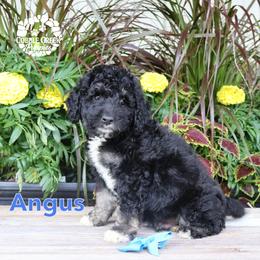 Angus - Phantom male Bernedoodle puppy in Heyworth, Illinois from Cobble Creek Puppies