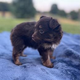 Pomapoo Violet - Chocolate and tan female Pomeranian puppy in Stuart, Virginia from Lil Aussie Posse