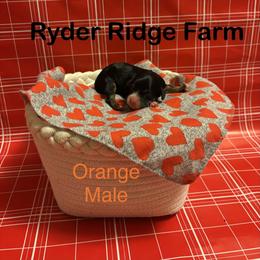 Orange - Black and tan male Cavapoo puppy in White Sulphur Springs, West Virginia from Ryder Ridge Farm