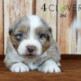 Zest - Red merle male Miniature American Shepherd puppy in Carlisle, Pennsylvania from 4 Clovers Kennel