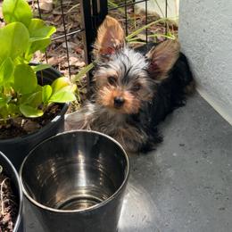 Bunny - Blue and gold male Yorkshire Terrier puppy in Fort Myers, Florida from Katherine’s Yorkies and Poodles