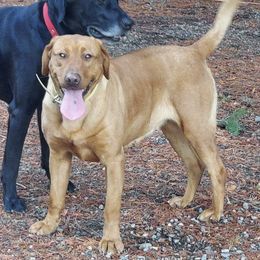 Bourbon - Labrador Retriever