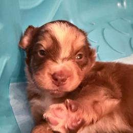 Patton - Red merle male Miniature Australian Shepherd puppy in Romney, West Virginia from South Branch Mini Aussies