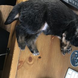 German Shepherd Puppies from Starry Night German Shepherd Dogs