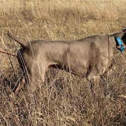Weimaraners from Silberkinder Weims