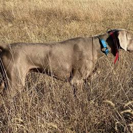Weimaraners from Silberkinder Weims