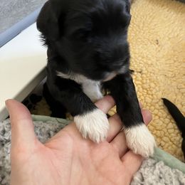 Portuguese Water Dog Puppies from Sunnybay Portuguese Water Dogs