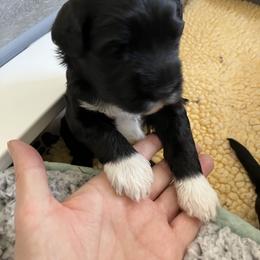 Portuguese Water Dog Puppies from Sunnybay Portuguese Water Dogs