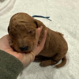 Light Blue - Red  male Goldendoodle puppy in Bakersfield, California from Lavish Doodles