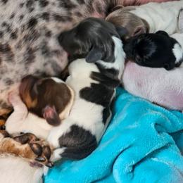 Tbd - Piebald female Dachshund puppy in Herald, California from Bluegum Dachshunds