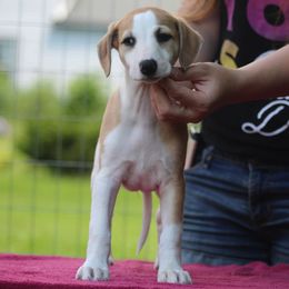 Whippet Puppies from Solidago