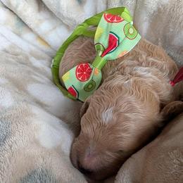 Chrys (Chrysanthemum) - Apricot male Goldendoodle puppy in Camden, North Carolina from Oopsie Doodles of NC
