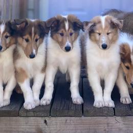 Collies from Saltwater Collies LLC