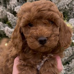Sweety Pie Girl - Red  female Goldendoodle puppy in Mayfield, Utah from Ruff Country Doodles