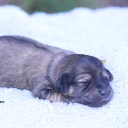 Girl 2 - female Dachshund puppy in Murray, Kentucky from Shadow Ridge Farms