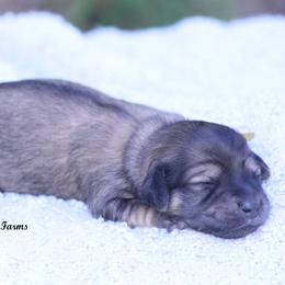 Girl 2 - female Dachshund puppy in Murray, Kentucky from Shadow Ridge Farms