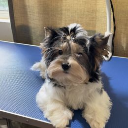 Biewer Terrier and Yorkshire Terrier Puppies from York Town California