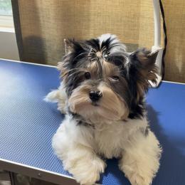 Biewer Terrier and Yorkshire Terrier Puppies from York Town California