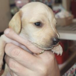 Orange Collar tiny male - Cream male Dachshund puppy in Suffolk, Virginia from Mini Love Bugs